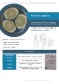 MYCOLOGIE - Penicillium digitatum - Fiche récapitulative 1 page