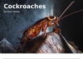 Cockroaches - IEB poem 2023/2025