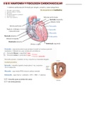 Anatomía del corazón y circulación sanguínea coronaria 