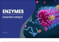 biochemistry - enzymes